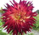 Георгина декоративная Манхэттен Айлэнд (Manhattan Island), 1 шт