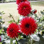 Георгина бордюрная Ред Пигми (Red Pygmy), 1 шт