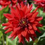 Георгина бордюрная Ред Пигми (Red Pygmy), 1 шт