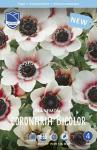 Анемона корончатая Биколор (Anemone coronaria Bicolor), 20 шт (разбор 6/7)