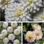 Георгина декоративная Виттем (Wittem), 1 шт