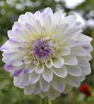 Георгина декоративная Виттем (Wittem), 1 шт