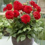 Георгина бордюрная Геллери Сингер (Gallery Singer), 1 шт