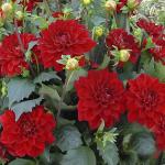 Георгина бордюрная Геллери Сингер (Gallery Singer), 1 шт