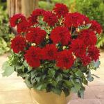 Георгина бордюрная Геллери Сингер (Gallery Singer), 1 шт