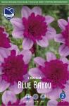 Георгина анемовидная Блю Байу (Blue Bayou), 1 шт