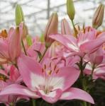 Лилия азиатская Нджойз (Njoyz), 3 шт (разбор 14/16)