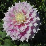 Георгина декоративная Гиттс Перфекшн (Gitts Perfection), 1 шт