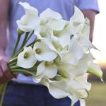 Калла Вентура (Ventura), 1 шт (разбор 16/18)