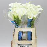 Калла Вентура (Ventura), 1 шт (разбор 16/18)