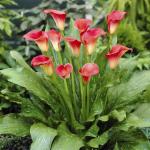 Калла Ред Сокс (Red Sox), 1 шт (разбор 16/18)