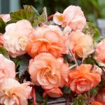 Бегония каскадная Сплендид Эприкот (Pendula Splendide Apricot), 3 шт (разбор 5/6)