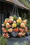 Бегония каскадная Сплендид Эприкот (Pendula Splendide Apricot), 3 шт (разбор 5/6)