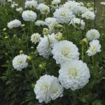 Георгина декоративная Кантарино (Cantarino), 1 шт