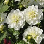 Георгина декоративная Кантарино (Cantarino), 1 шт