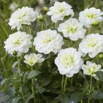 Георгина декоративная Кантарино (Cantarino), 1 шт