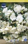 Бегония каскадная Уайт (Pendula WHITE), 3 шт (разбор 6/7)