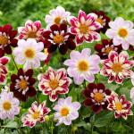 Георгина Колларетте (Collarette Dahlia), 3 шт смесь