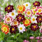 Георгина Колларетте (Collarette Dahlia), 3 шт смесь