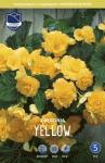 Бегония каскадная Йеллоу (Pendula YELLOW), 3 шт (разбор 6/7)