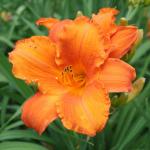 Лилейник Май Регги Тайгер (My Reggae Tiger), 1 шт