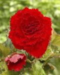 Бегония фимбриата Ред (Fimbriata RED), 3 шт (разбор 6/7)