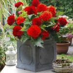 Бегония фимбриата Ред (Fimbriata RED), 3 шт (разбор 6/7)