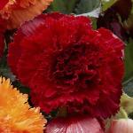 Бегония фимбриата Ред (Fimbriata RED), 3 шт (разбор 6/7)