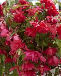 Бегония каскадная Пинк (Pendula PINK), 3 шт (разбор 6/7)