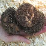 Бегония каскадная Пинк (Pendula PINK), 3 шт (разбор 6/7)