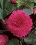 Бегония фимбриата Пинк (Fimbriata PINK), 3 шт (разбор 6/7)