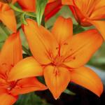 Лилия азиатская Оранж Каунти (Orange County), 3 шт (разбор 14/16)