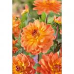 Георгина декоративная Грейслэнд (Graceland), 1 шт