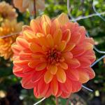 Георгина декоративная Грейслэнд (Graceland), 1 шт