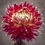 Георгина декоративная Акита (Akita), 1 шт