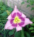 Лилейник Эдж Эхед (Edge Ahead), 1 шт