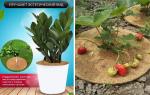 Укрытие кокосовое для приствольных кругов D=19см PLANT /1 Шри-Ланка