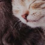 Коврик влаговпитывающий  Samba  50*80 см. Милота, котята  VORTEX