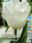 ТЮЛЬПАНЫ БАХРОМЧАТЫЕ
