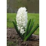 Гиацинт садовый