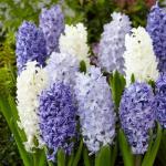 Гиацинт садовый