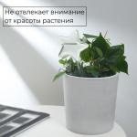 Автополив для комнатных растений «Звезда», 100 мл, ПВХ, Greengo