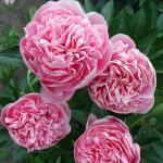 Пион корень Этчед Салмон