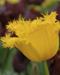 Тюльпан Гамильтон (Tulipa Hamilton), 10 шт (разбор 12/14)