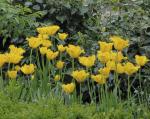 Тюльпан Гамильтон (Tulipa Hamilton), 10 шт (разбор 12/14)