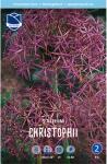 Аллиум Христофа (Allium christophii), 5 шт (разбор 12/14)