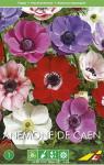 Анемона Де Каен смесь (Anemone de Caen Mixed), 5 шт (разбор 6/7)