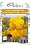 Ирис высокорослый Ацтек Треже (Aztec Treasure), 1 шт