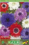 Анемона корончатая Сент Бриджит (Anemone coronaria St. Brigid Mixed), смесь 5 шт