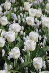 Тюльпан Калгари (Tulipa Calgary), 10 шт (разбор 11/12)
